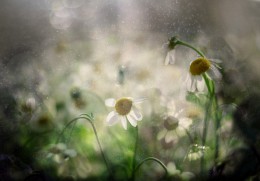 Kamille Stimmung / ***