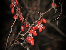 thorns / ***