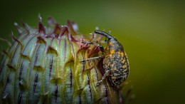 Large pine weevil - Hylobius abietis ... / ***