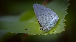 A small copper-butterfly ... / ***