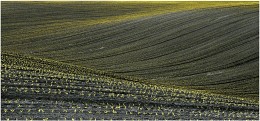 Empty Spring Field / Empty Spring Field