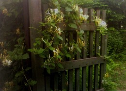 gate and honeysuckle / ...