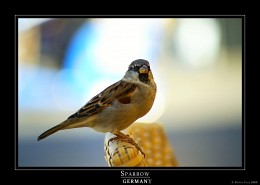 Sparrow / ***