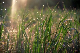 Morning dew / ***