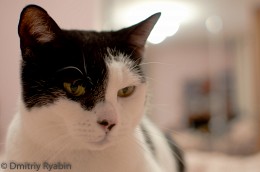Cat named Lyuska 1 / ***