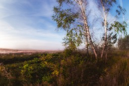 Birches / ***