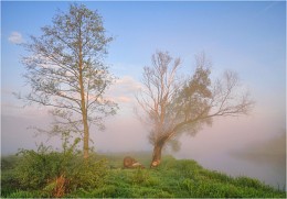 Morning in the Forest / ***