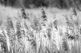 Silence / ***