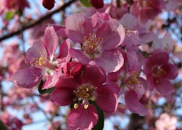 Spring creation ... / ***
