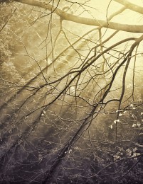Herbst / ***
