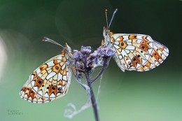 Lanfren-lanfra / ---