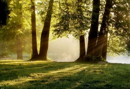 Morning in old park / ***