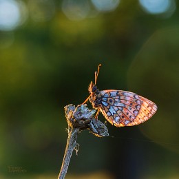 Morning light / ---