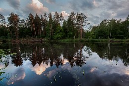 Wald Spiegel / ***