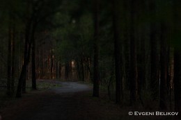 In forest / ***