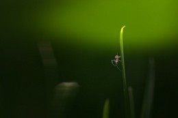 Serie &quot;Pro spider&quot; / [img]http://s019.radikal.ru/i629/1506/43/653f2dd7ee26.jpg[/img]

[img]http://s019.radikal.ru/i609/1506/37/604bc41b2cf0.jpg[/img]