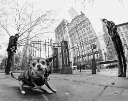 The beast, not a dog ... One can not hold ... / ***