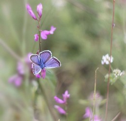 Kupfer-Schmetterling / ***