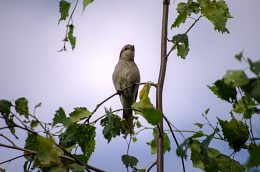 Female Shrike / ***