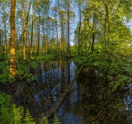 Waldsee. / ***