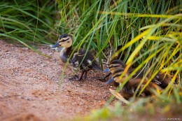 The ambush / ***