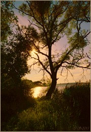 evening / ***