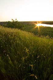 Sunny meadow / ***