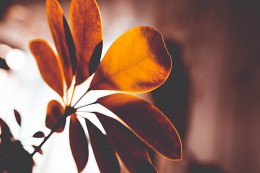 Flora / ***