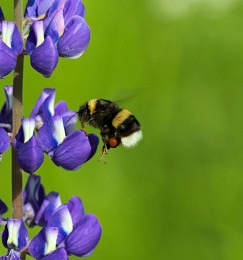 Bumblebee / ***