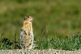 Squirrel (gopher Bering) in der Tundra / ***