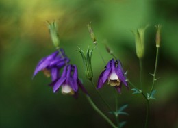 Sommerblumen ... / ***