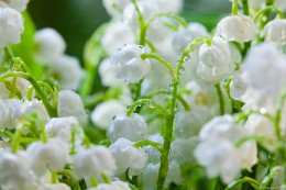 Freshness / ***