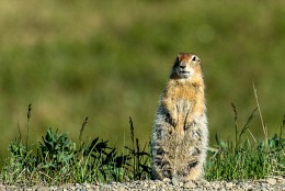 Squirrel (gopher Bering) in the tundra / ***