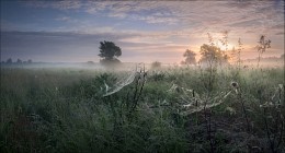 The sun bathed in the dawn mist / ...