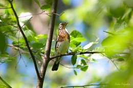 Salad with Fieldfare / ***