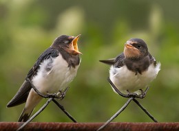 &quot;Do like me! ,,,&quot; / ***