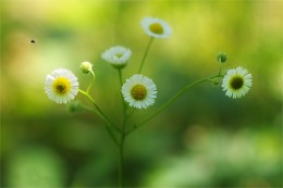 Sonnigen Sommertag / ***