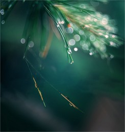 Swing Wind / ***