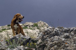 Mountaineer / ***