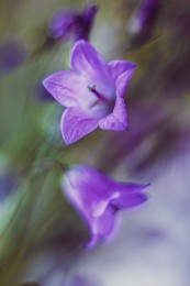 purple Zärtlichkeit / ***
