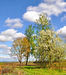 spring came / ***