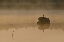Inhabited Island / ***