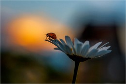 Die Sonne zu sehen Sehen Sie die Sonne / ***