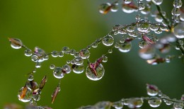 Morning freshness ... / ***