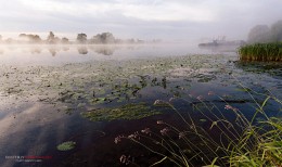 Morning on the river Dubna. / ***