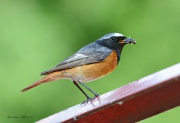 Common Redstart. / ***