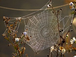 The World Wide Web / ***
