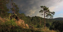 Thunderstorm leaves / ***
