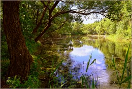 in the shade by the pond / ***
