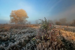 Cold morning frost covers. / ***